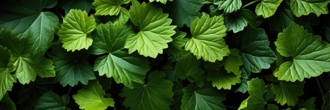 Grapevine leaves, Hd Background, Background For Computers Wallpaper