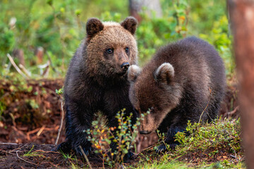 brown bear in the forest