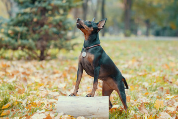 miniature pinscher dog standing in yellow autumn leaves in the park during the day