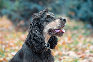 portrait of a black and tan American cocker spaniel in an autumn park