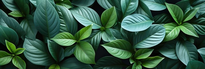 smooth leaves , Hd Background, Background For Computers Wallpaper