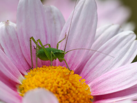Speckled bush-cricket (Leptophyes punctatissima) on pink petale daisy flower