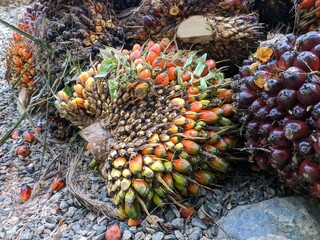 palm oil fruit produced by people's plantations in South Kalimantan