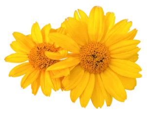 Türaufkleber yellow flower isolated on white background © Lansk