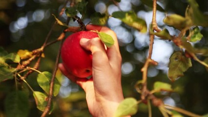Hand reaching for apple on tree branch in forest