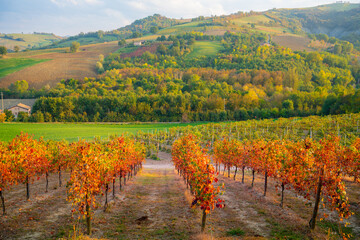 Castelvetro, Emilia Romagna, Italy. vineyards and hills in autumn © ronnybas