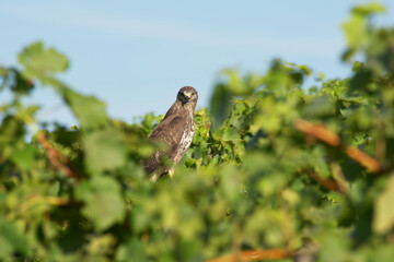 hawk is resting in a vineyard
