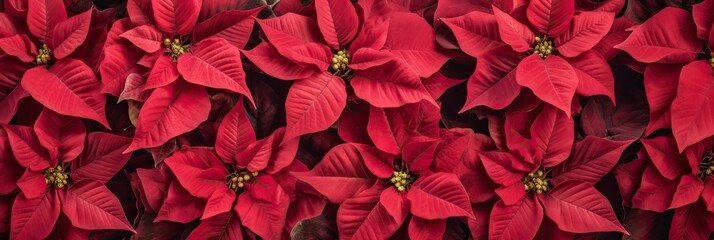 Poinsettia , Best Website Background, Hd Background, Background For Computers Wallpaper