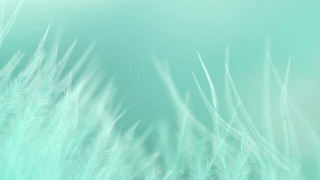 Turquoise feather close-up. Selective focus, slow motion feather background. Macro. Green fluffy background