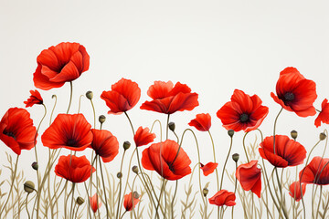 poppy flowers on white background with copy space for your text.
