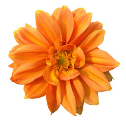 orange flower, isolated on transparent or white background, png, mockup