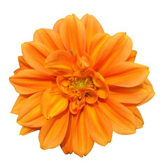 orange flower isolated on white background