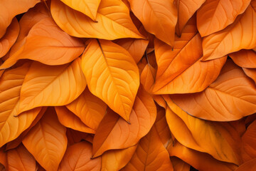 nature lighting of leaves abstract in background of autumn season. Abstract and seasonal advertising concepts.