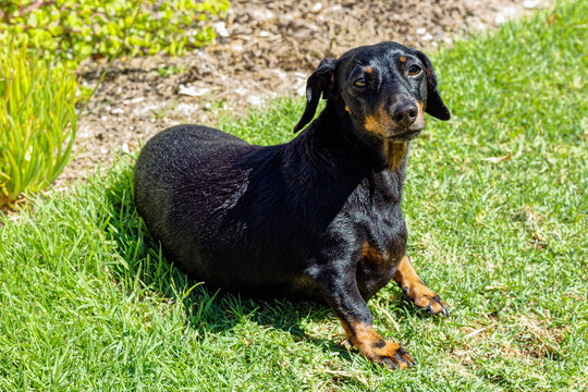Black smooth-head Dachshund dog looking at owner