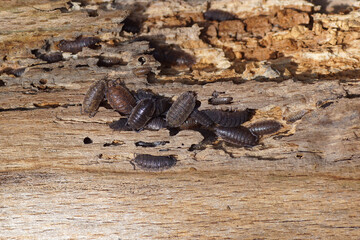 Common rough woodlice, rough woodlouse (Porcellio scaber), family Porcellionidae. On an old weathered wooden board. Dutch garden. Netherlands, Autumn, September