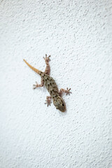 LIZARD CLIMBS UP WHITE WALL