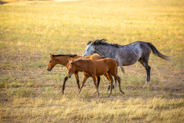 A herd of horses graze in the meadow in summer and spring, the concept of cattle breeding, with space for text.