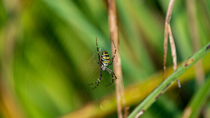 A Hunting Wasp Spider (Argiope bruennichi) perching on its web in a meadow