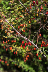 Ripe barberry berries on a branch in the garden in autumn