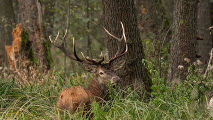 Red deer (Cervus elaphus) with huge antlers stands in tall vegetation during rutting season
