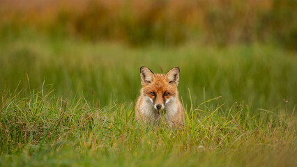 Red Fox (Vulpes vulpes) hidden in green grass. Pure natural wildlife photo. Ready to hunt