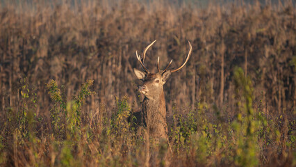 Young Red deer (Cervus elaphus) stands in tall vegetation during rutting season