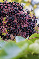 Aralia fruits on a branch in the garden
