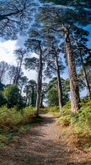 Scots Pine trees in County Donegal - Ireland