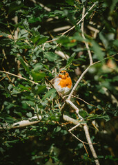 European Robin - Bird Scotland