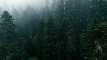 Poster Beautiful foggy pine tree forest landscape in Sichuan,China © lzf