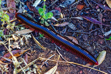 Long giant black millipede with red legs in veld near in Olifants valley, Citrusdal, Western Cape,...