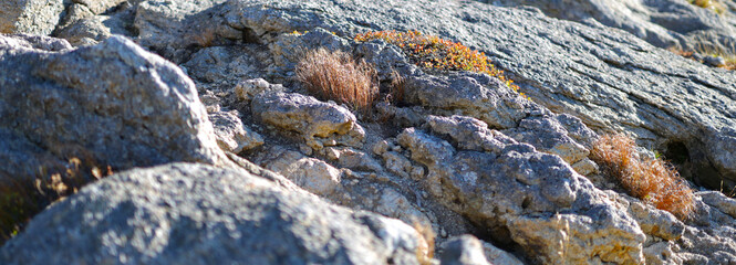 A close-up view of vibrant green lichen and moss on a coastal rock, adding to the beauty of the seaside landscape.