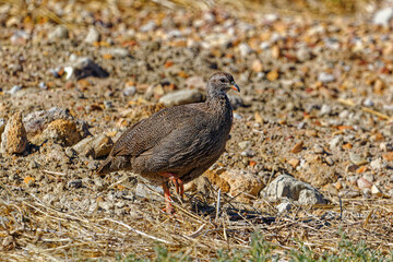 Cape Spurfowl (Francolin) foraging in rocky field in Western Cape, South Africa