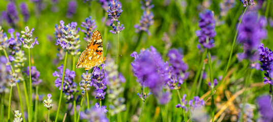 Butterflies on spring lavender flowers under sunlight. Beautiful landscape of nature with a panoramic view. Hi spring. long banner