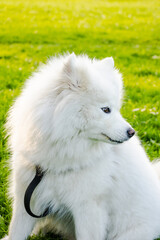 2.10.2023 Białystok Polska. Piękny biały pies rasy Samojed na spacerze w parku.