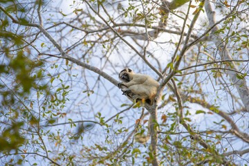 One little lemur on the branch of a tree in the rainforest Madagascar.