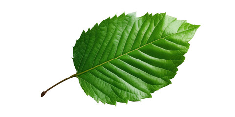 Fototapeta premium Real green leaf on transparent background