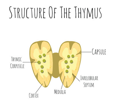 Thymus human organ and gland anatomy with lungs and thyroid in a 3D illustration style.