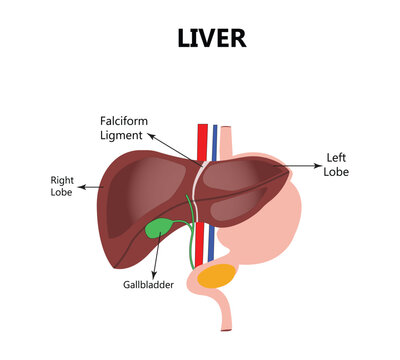 Human liver reconstruction Therapy medical concept. Pharmacy drugstore banner cure recovers hepatitis health care. Low poly polygonal 3D glowing vector illustration