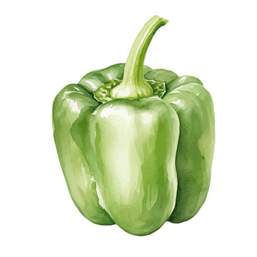 Green Bell Pepper, Vector Illustration, Watercolor Style