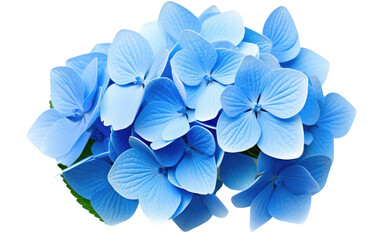 Beautiful Blue Hydrangea Isolated on White Transparent Background.