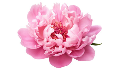 Attractive Pink Peony Flower Isolated on White Transparent Background.