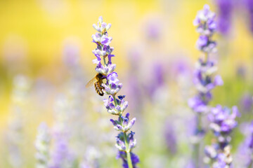 Spring lavender flowers under sunlight. Bees pollinate flowers and collect pollen. Lavender honey. Beautiful landscape of nature with a panoramic view. Hi spring. long banner