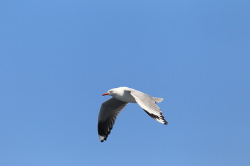 The silver gull (Chroicocephalus novaehollandiae) is the most common gull of Australia. © feathercollector