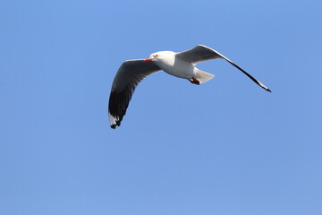 The silver gull (Chroicocephalus novaehollandiae) is the most common gull of Australia.