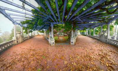 Huge specimen of wisteria on a pergola in autumn