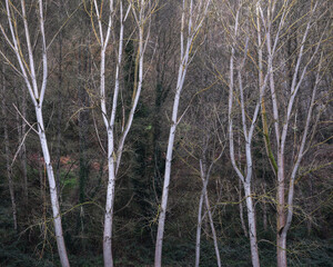 Row of white poplar logs stands out against the dark winter forest
