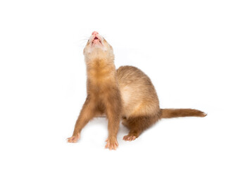 Obraz premium Ferret on a white background is insulated. Light color of the pet. Ermine, weasel, marten.