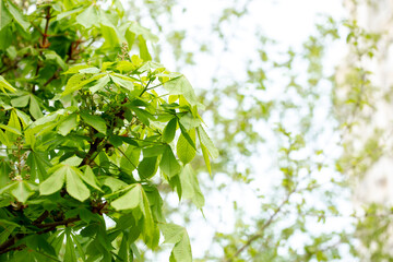 Fototapeta na wymiar Chestnut with spring green leaves. Chestnut tree close up. Seasonal natural foliage background.