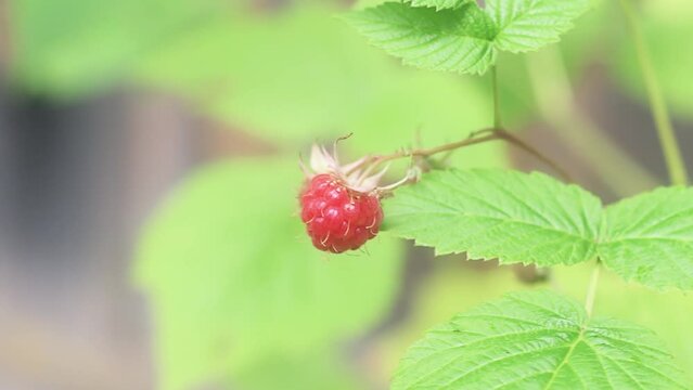 Close-up of a red raspberry on a bush. Ripe summer berry.